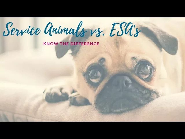 Service & Emotional Support Animals: Know the Difference | San Mateo Landlord Essentials